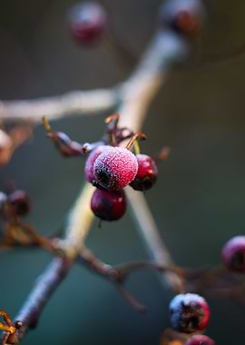 Frost On Winter Berries