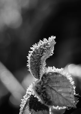 Ice and Frosted Leaf