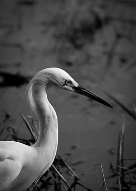 Snowy Egret Elegant Photo