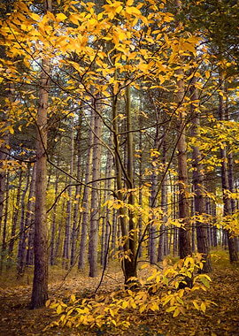 Autumn in Pine Forest
