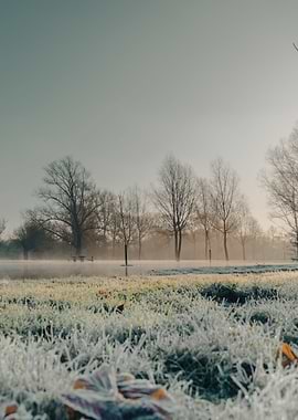 Frosty Landscape