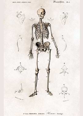 Human skeleton
