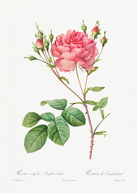 Rosa Centifolia