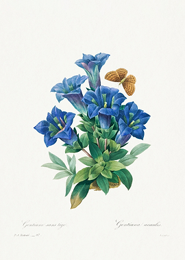 Gentiana Acaulis