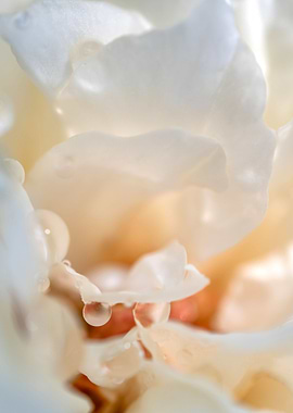 Delicate White Rose Petals