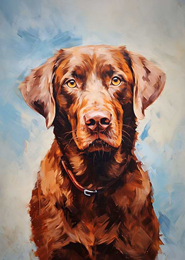 Chocolate labrador retriev