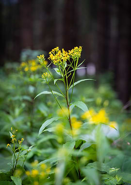 Small yellow flowers