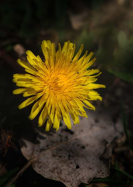Morning dandelion