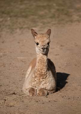 Dromedary Camel Calf
