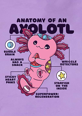 Axolotl