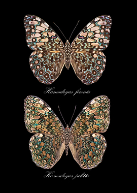 abutterlies Hamadryas