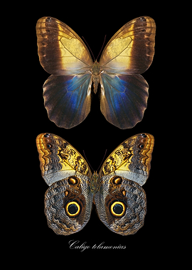 Butterfly CaligoTelamonius