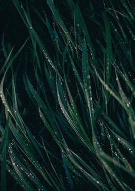 Green grass with raindrops