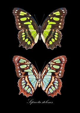 Butterfly SiproetaStelenes