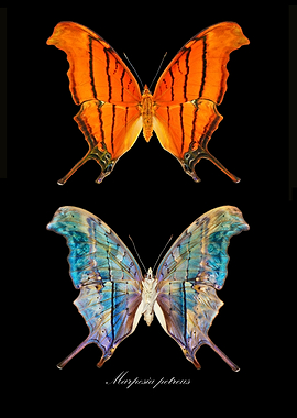 Butterfly MarpesiaPetreus