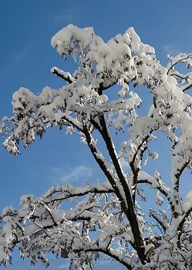 Snowy Branches 1
