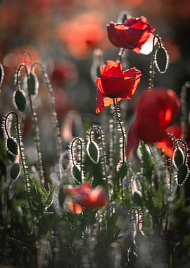 A field of red poppies