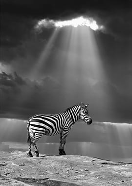 Zebra