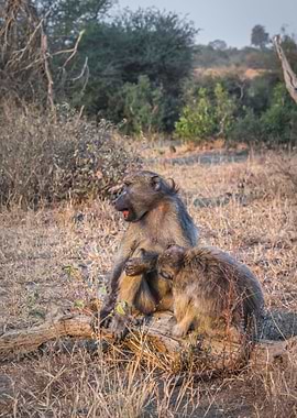 Chacma baboons grooming