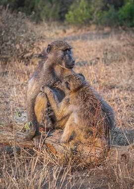 Chacma baboons grooming