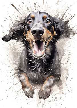 Dachshund splashes