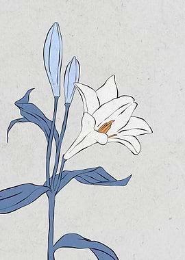 white lily flower