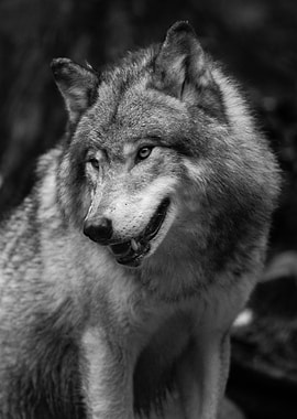 black and white wolf