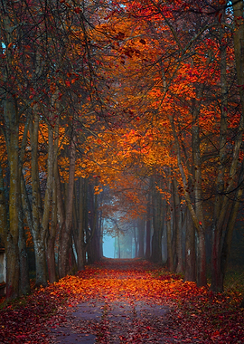 Autumn fall Foggy morning