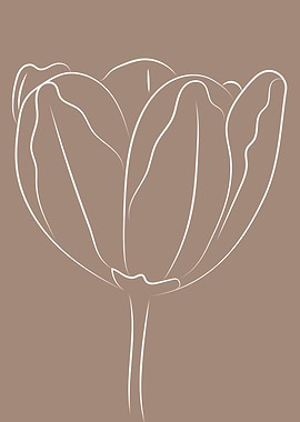 Botanical tulip flower