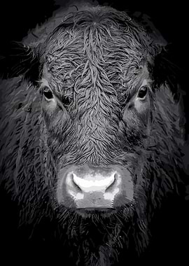 Highland Cattle Animals