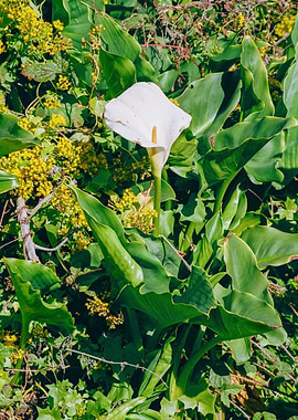 Big Sur California Lilies