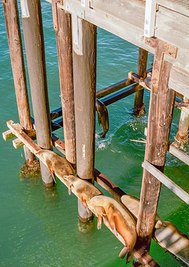 Santa Cruz Sea Lions