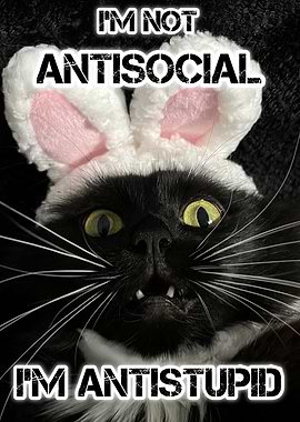 Black Cat Antustupid