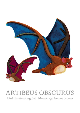 Dark fruit eating Bat