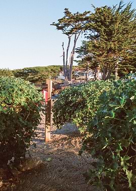 Carmel California Beach