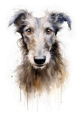 Scottish Deerhound dog