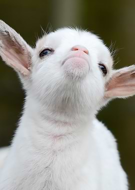 Baby Animal Goat