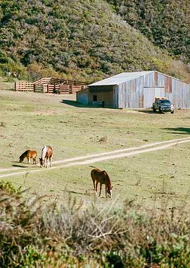 Big Sur California Horses