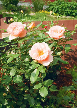 Flower Photography Peonies