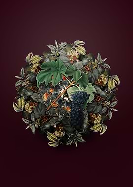 Black Aleatico Grape