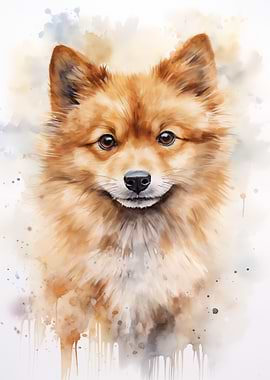 Finnish Spitz portrait