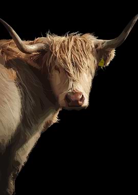 Highland Cattle