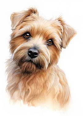 Norfolk Terrier dog