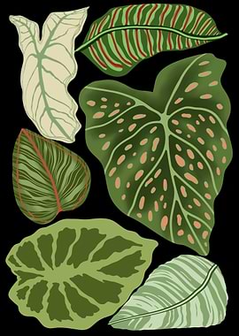 Tropical leaves