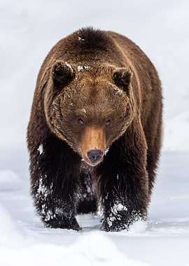 Bear in snow