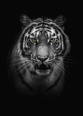 Tiger portrait