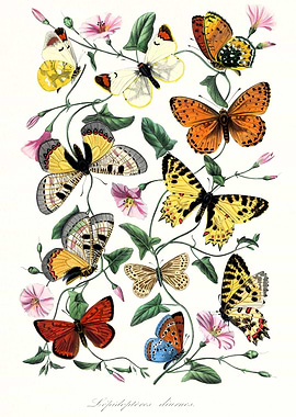 Butterfly and moth