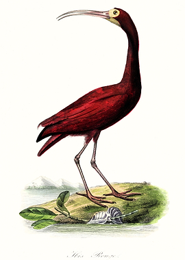 Red ibis bird art