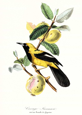 Yellow and black bird