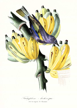 Bird And Banana Vintage